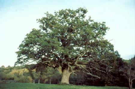 Mon arbre ( La Licorne )