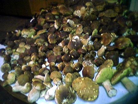 Pour les gourmands et gourmets